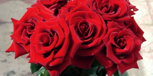 Bouquet fleurs